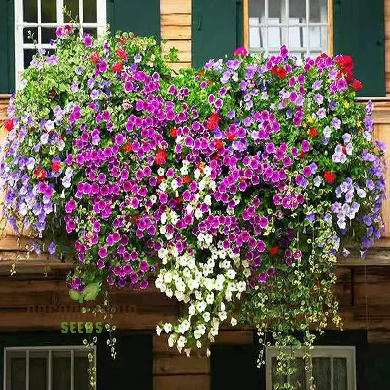 Petunia Europe Unici Blue Seeds, Planting
