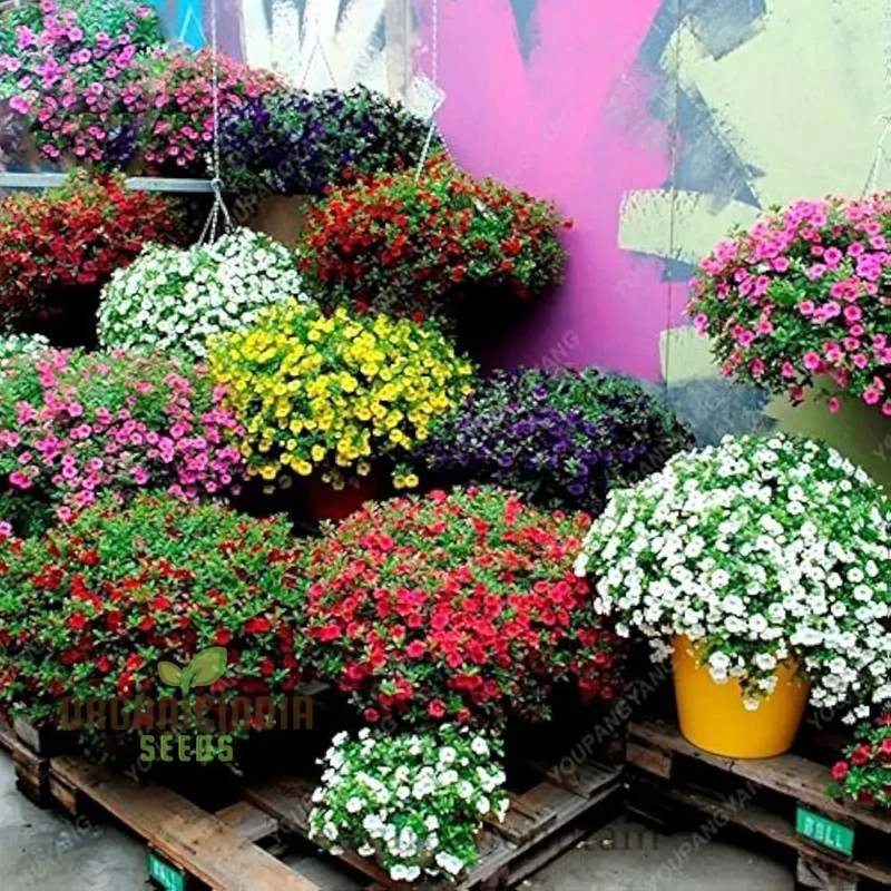 Petunia Europe Unici Blue Seeds, Planting