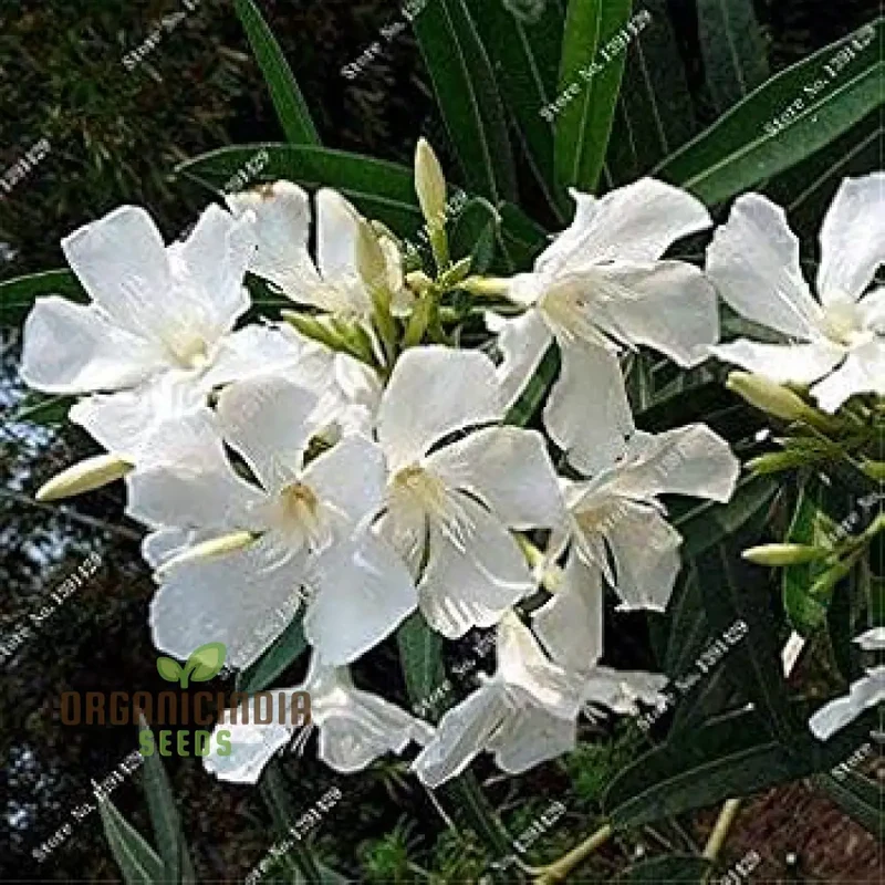 Meaty Flower Seeds, Planting, 100 pcs