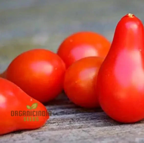 Tomato Pear Fruit Seeds, Planting