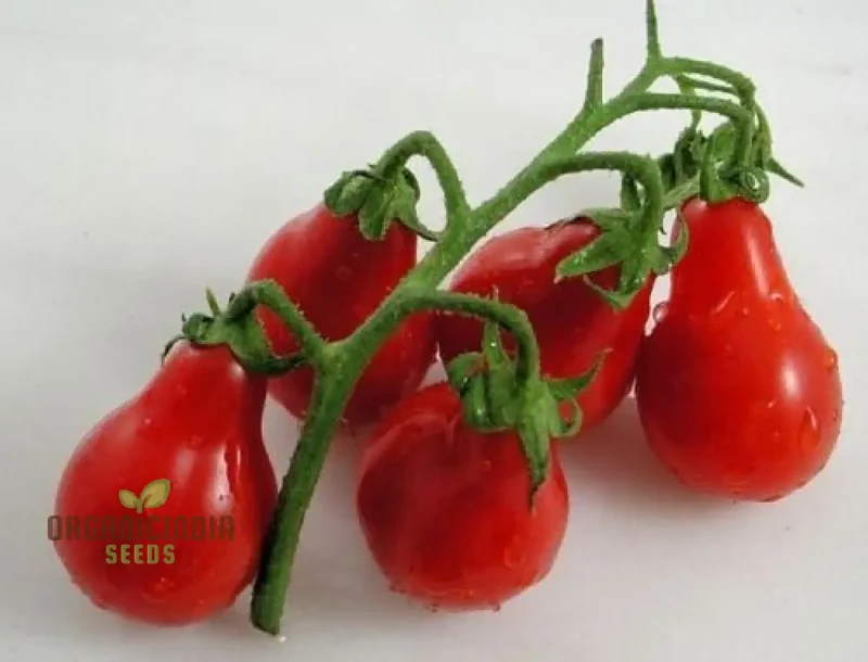 Tomato Pear Fruit Seeds, Planting