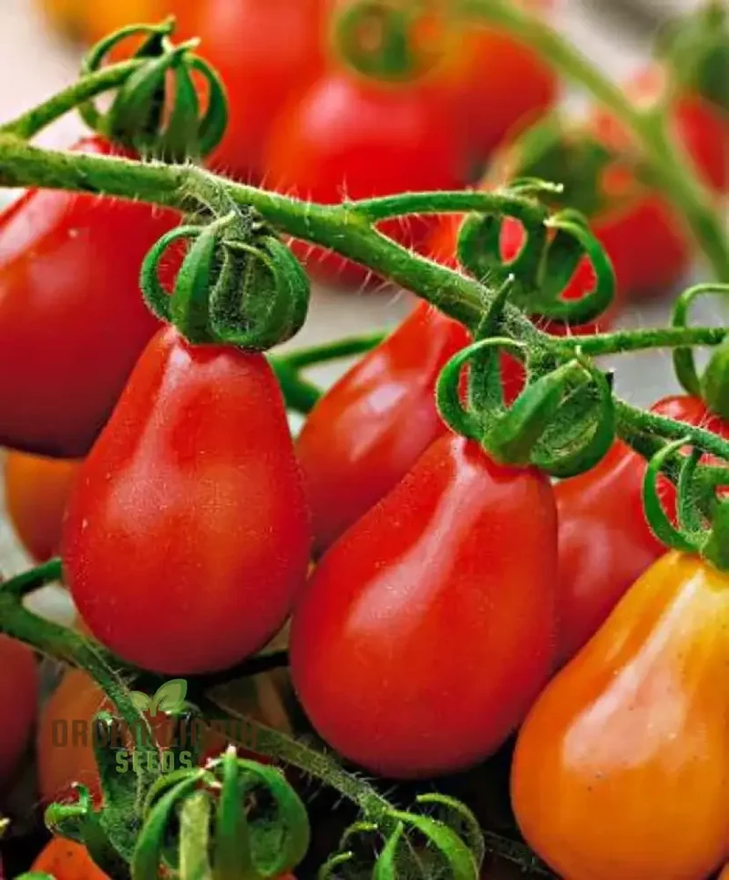 Tomato Pear Fruit Seeds, Planting