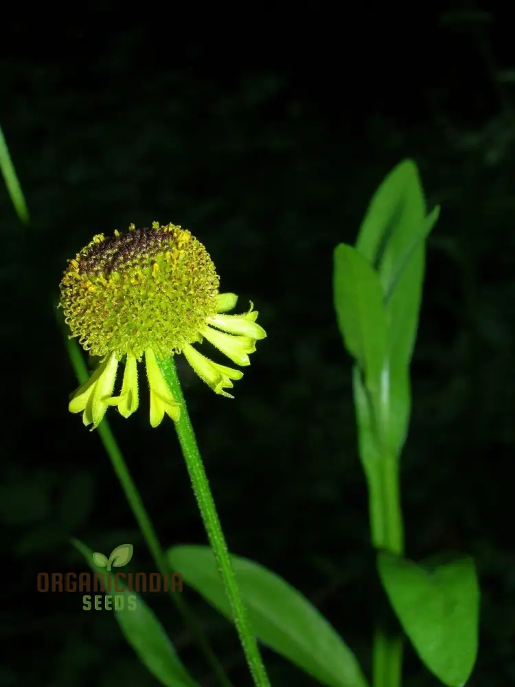 Helenium Puberulum Flower Seeds, Planting - 100 pcs
