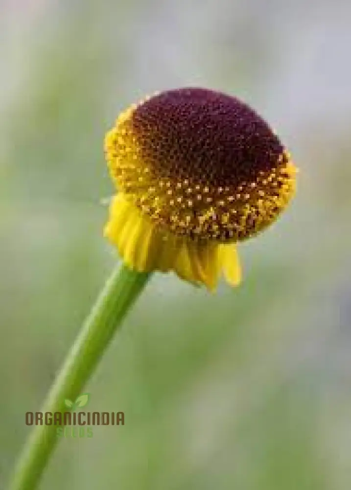 Helenium Puberulum Flower Seeds, Planting - 100 pcs