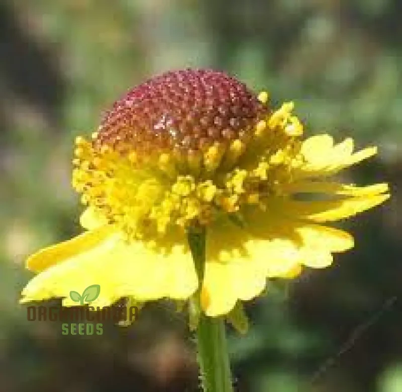 Helenium Puberulum Flower Seeds, Planting - 100 pcs