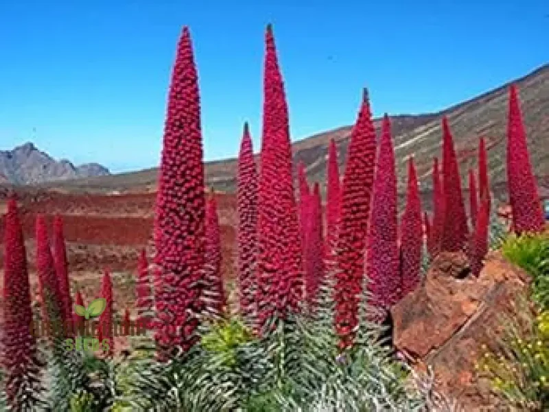 Echium Seeds (Charme Echium Vulgare Seeds) - Vibrant Blue Wildflower Blooms for Gardens
