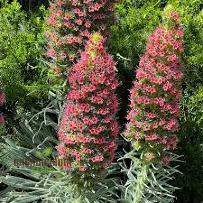 Echium Seeds (Charme Echium Vulgare Seeds) - Vibrant Blue Wildflower Blooms for Gardens