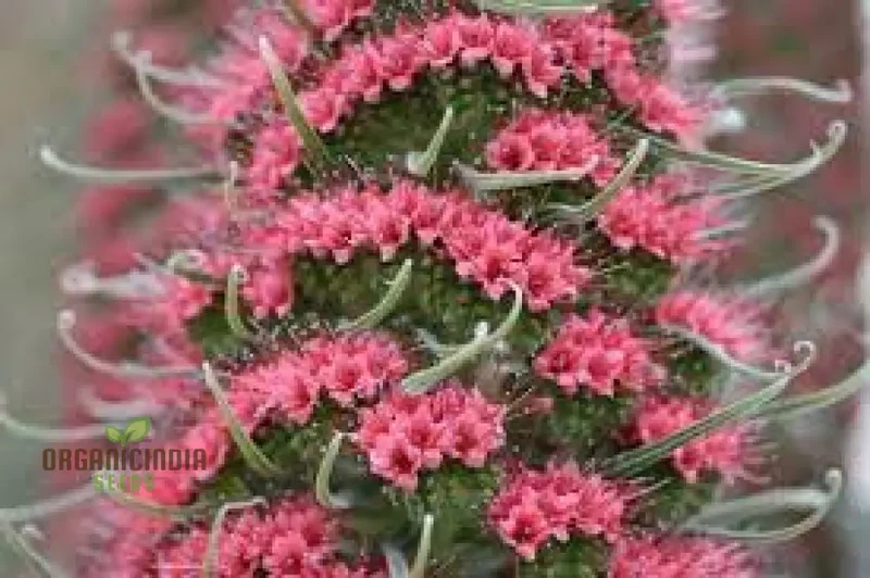 Echium Seeds (Charme Echium Vulgare Seeds) - Vibrant Blue Wildflower Blooms for Gardens