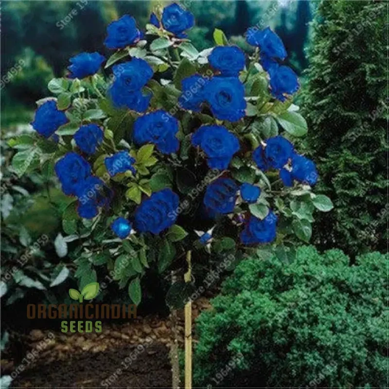 Rose Seeds (Reta PC Rose Tree Seeds) - Colorful Blooming Tree Form for Gardens