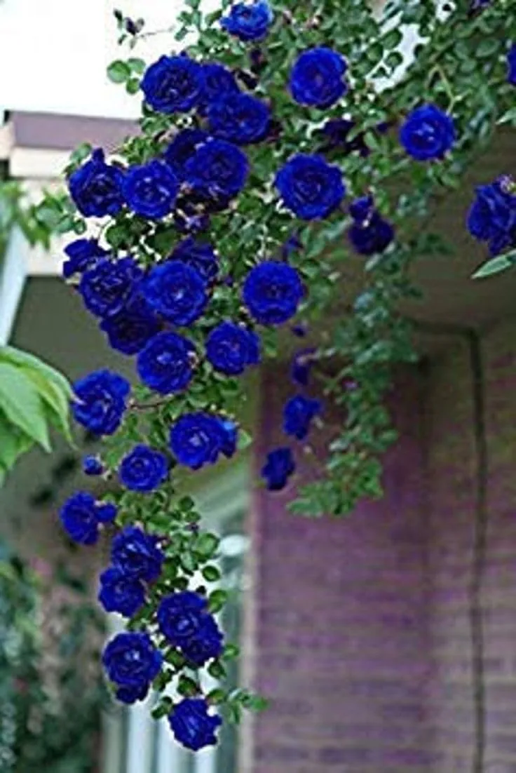 Rose Seeds (Reta PC Rose Tree Seeds) - Colorful Blooming Tree Form for Gardens