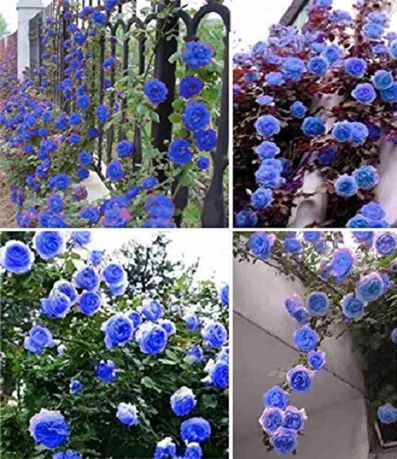 Rose Seeds (Reta PC Rose Tree Seeds) - Colorful Blooming Tree Form for Gardens
