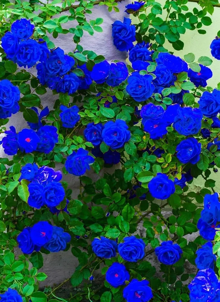 Rose Seeds (Reta PC Rose Tree Seeds) - Colorful Blooming Tree Form for Gardens