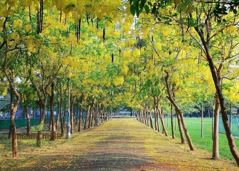 Indian Laburnum Seeds, Planting - 100 pcs