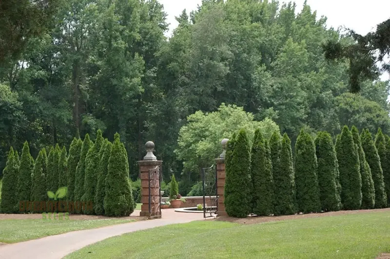Arborvitae Shrub Seeds, Planting - 100 pcs