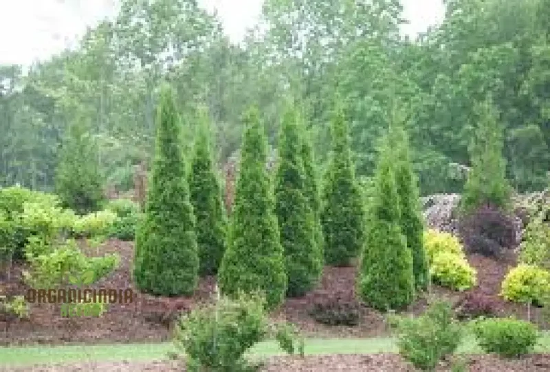 Arborvitae Shrub Seeds, Planting - 100 pcs