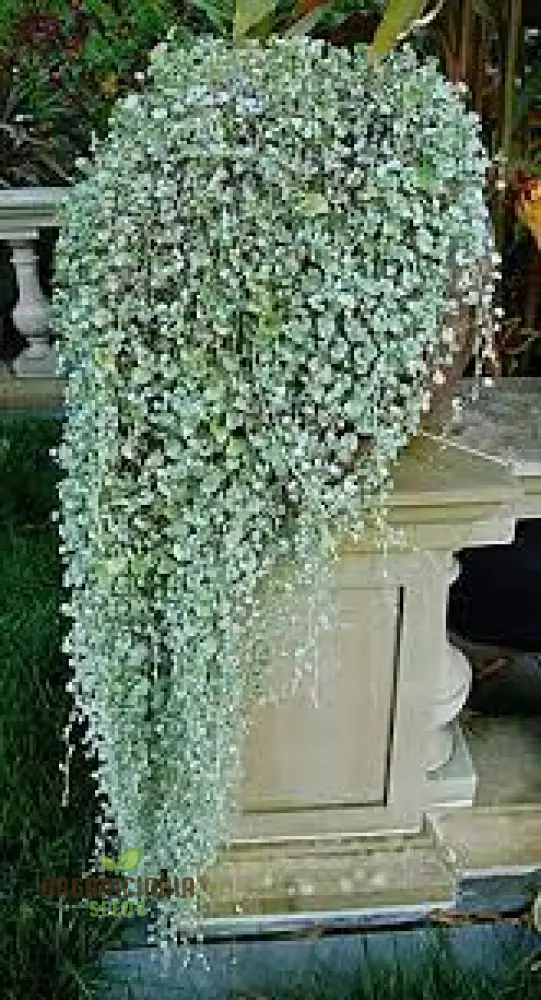 Silver Falls Dichondra Seeds for Planting
