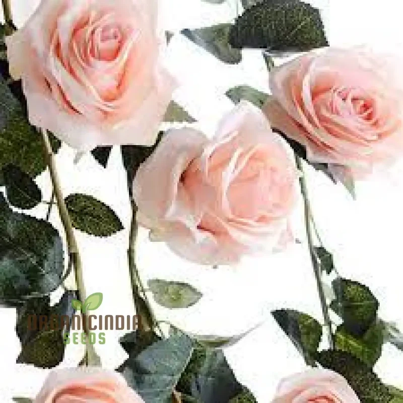 Rare Climbing Rose Seeds – Vigorous Vertical Garden Blooms
