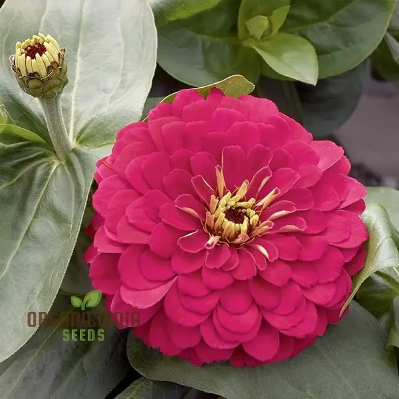 Hot Pink Zinnia Flower Seeds for Planting