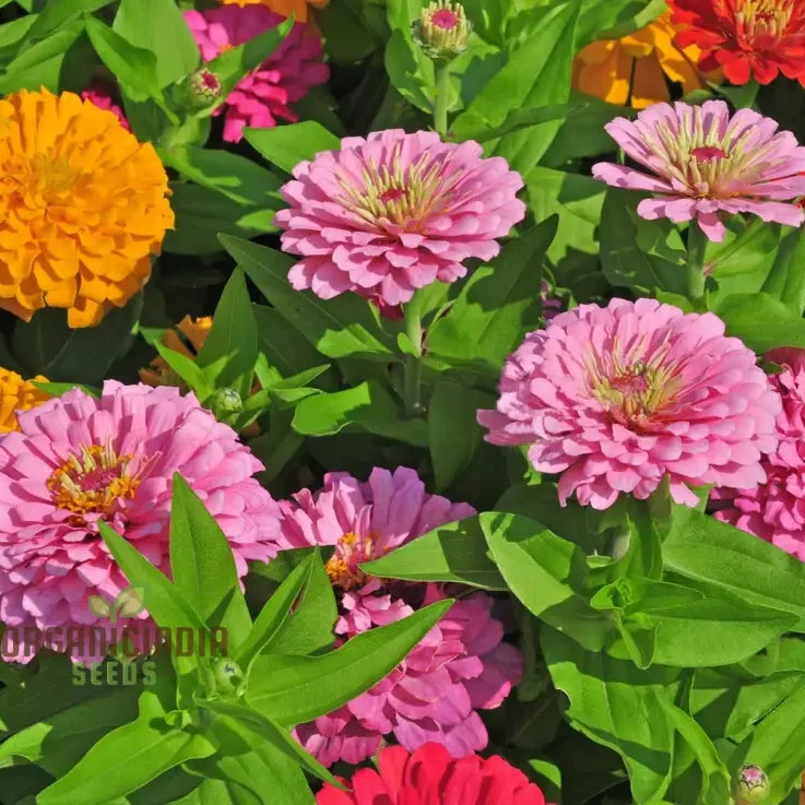 Hot Pink Zinnia Flower Seeds for Planting