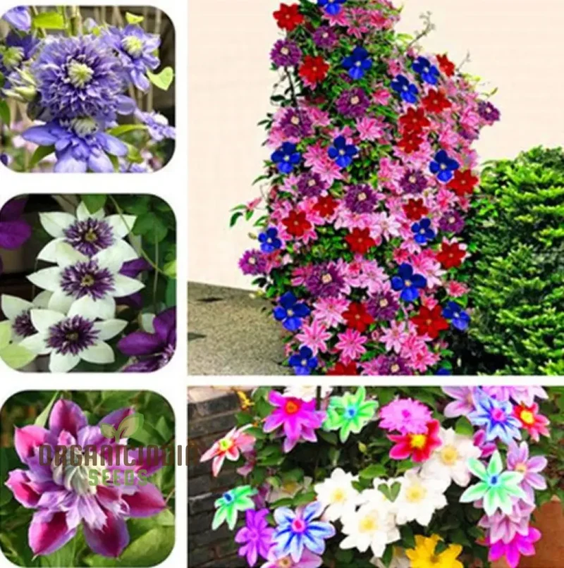 Clematis Seeds (Clematis Flower Seeds Mix) - Mixed Color Climbing Blooms for Trellises