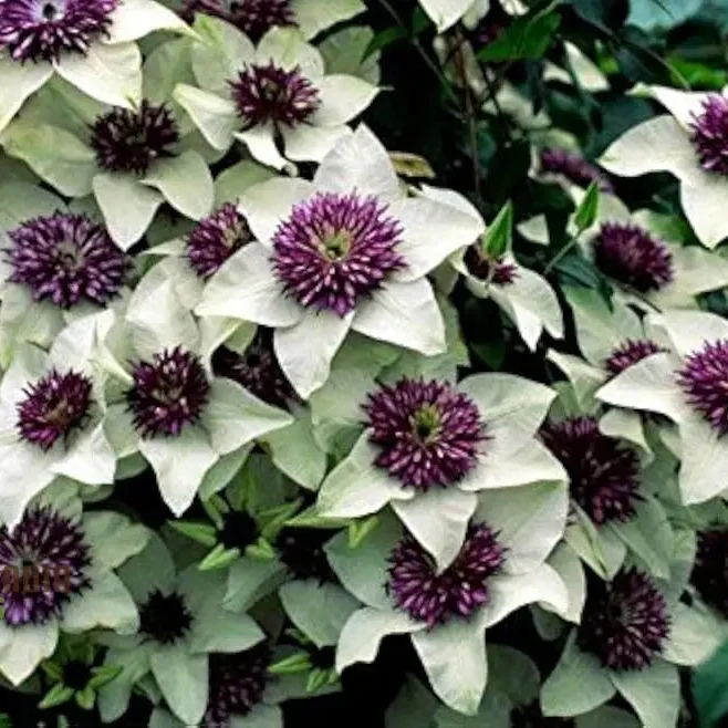 Clematis Seeds (Clematis Flower Seeds Mix) - Mixed Color Climbing Blooms for Trellises