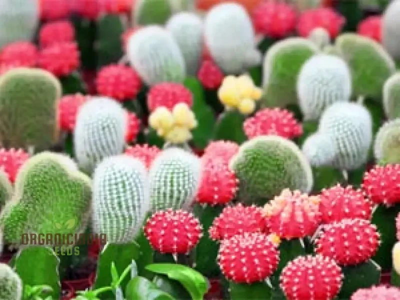 Beaulieu Flower Seeds for Planting - 100 pcs