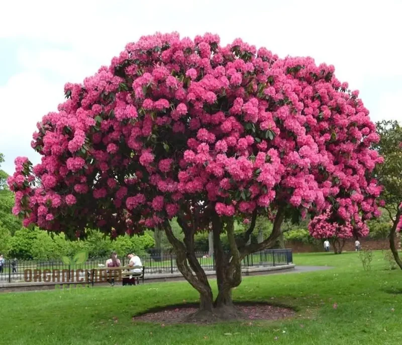 Petunia Flower Seeds for Planting - 100 pcs