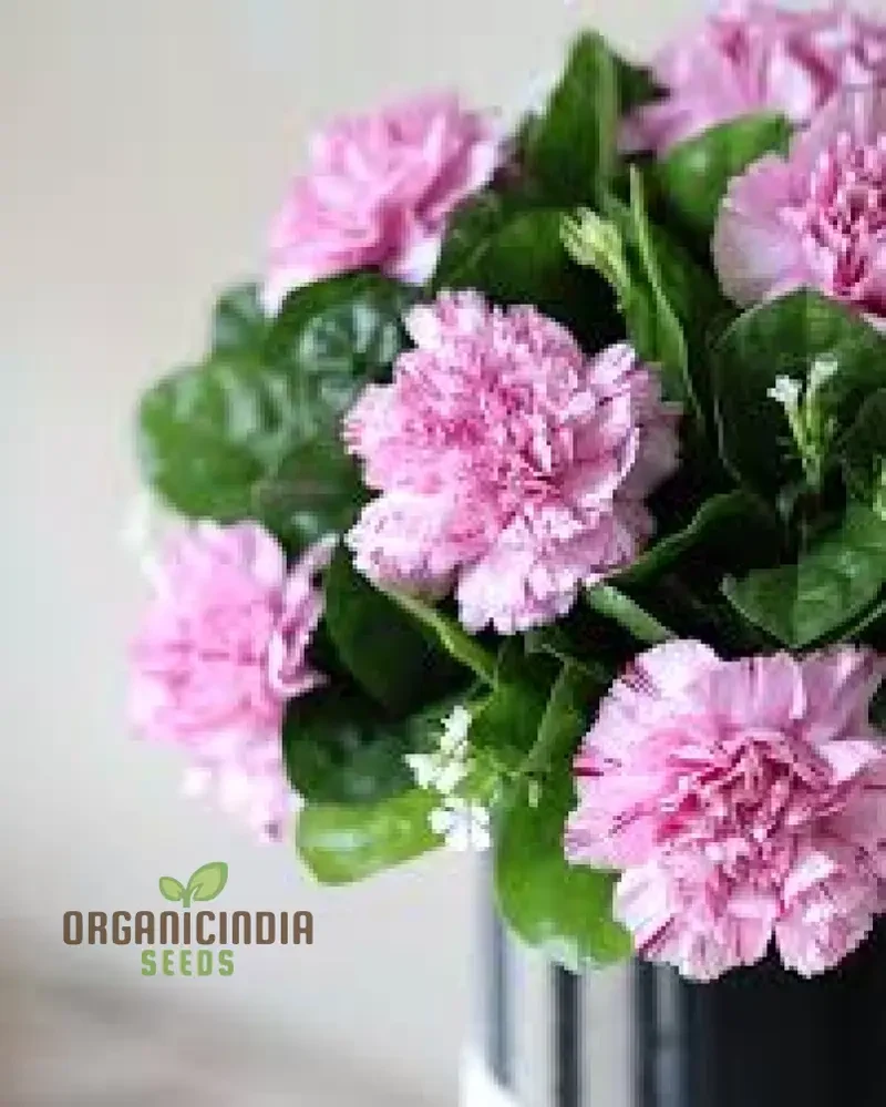 Eustoma Flower Seeds for Planting - 100 pcs