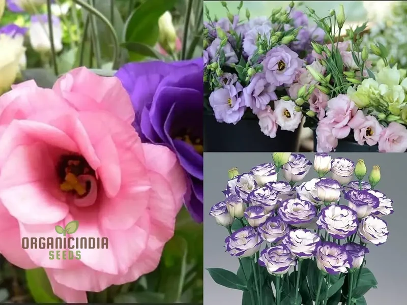 Eustoma Flower Seeds for Planting - 100 pcs