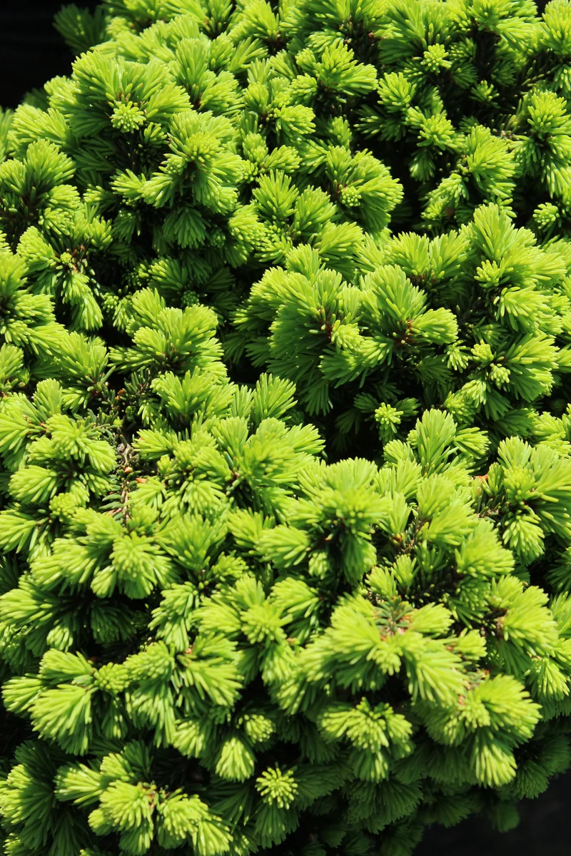 Épinette de Norvège naine ‘Little Gem’ ( Picea abies ‘Little Gem’)