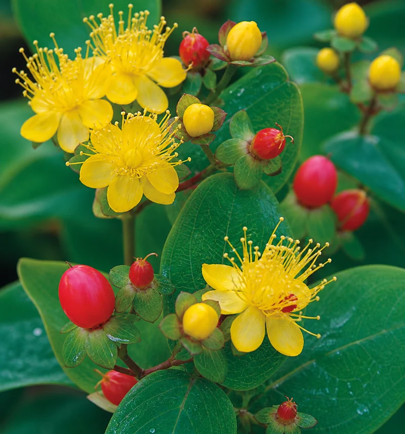 Millepertuis ‘Magical Red Fame’ ( Hypericum × inodorum ‘Magical Red Fame’)