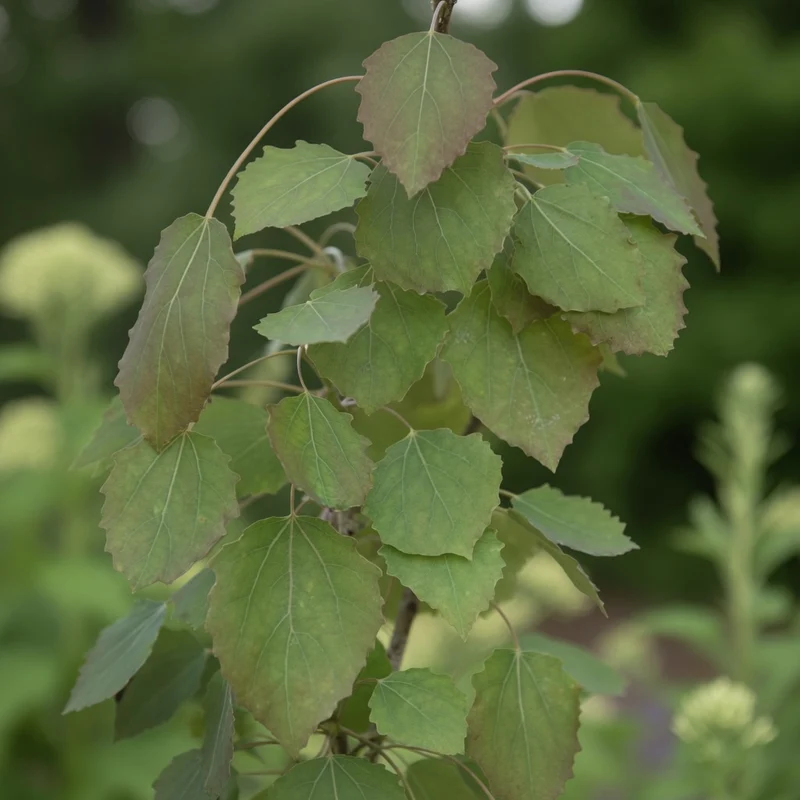 Populus tremula ‘Erecta’