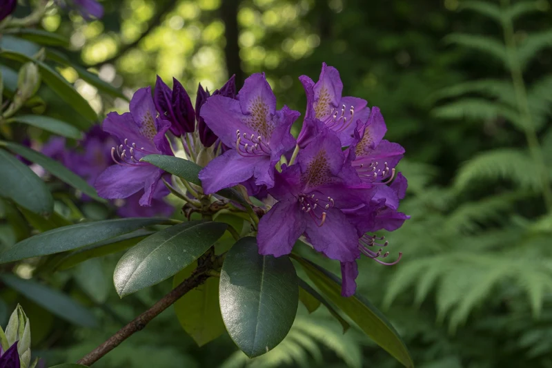 Rhododendron ‘Lee’s Dark Purple’ ( Rhododendron ‘Lee’s Dark Purple’)