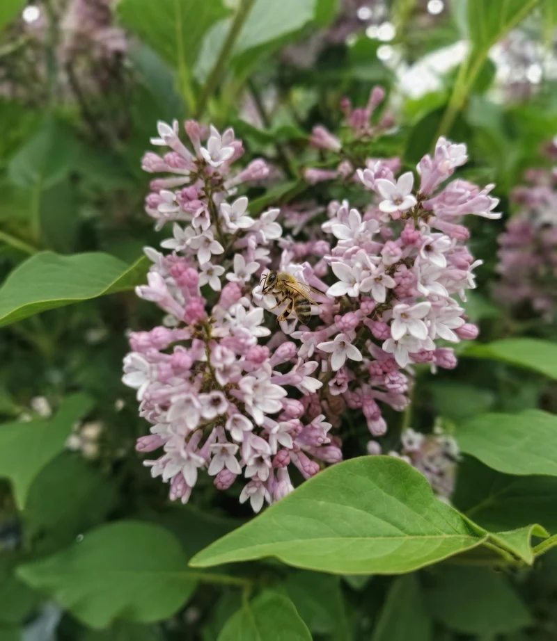 Lilas de Meyer ‘Baby Kim’ ( Syringa meyeri ‘Baby Kim’)