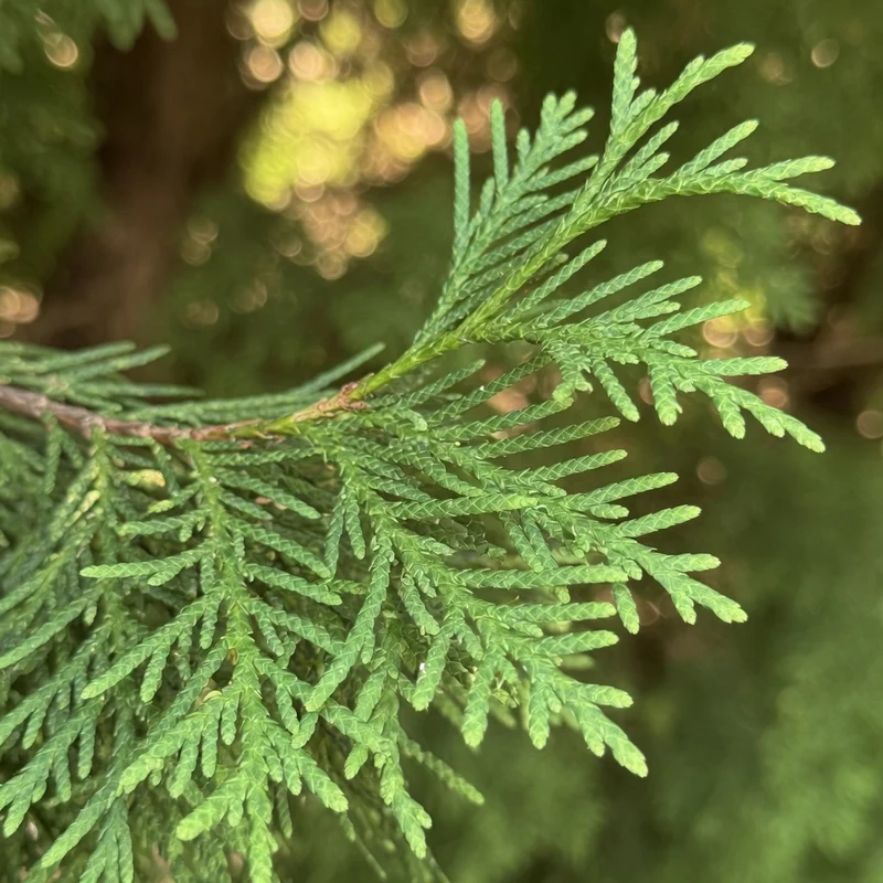 Thuya du pôle Nord ‘North Pole’ ( Thuja occidentalis ‘North Pole’)