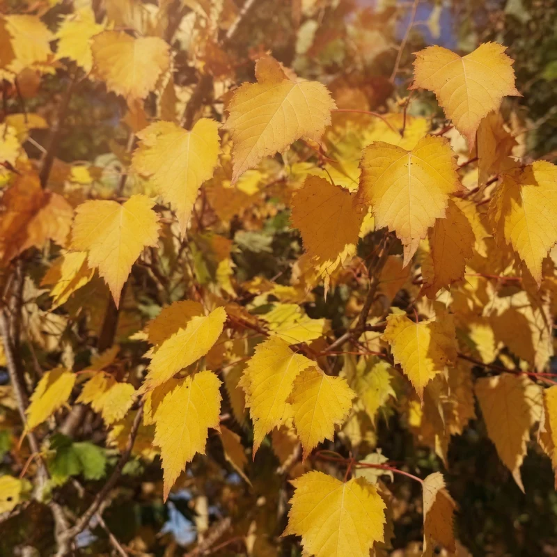 Tilia mongolica ‘Harvest Gold’