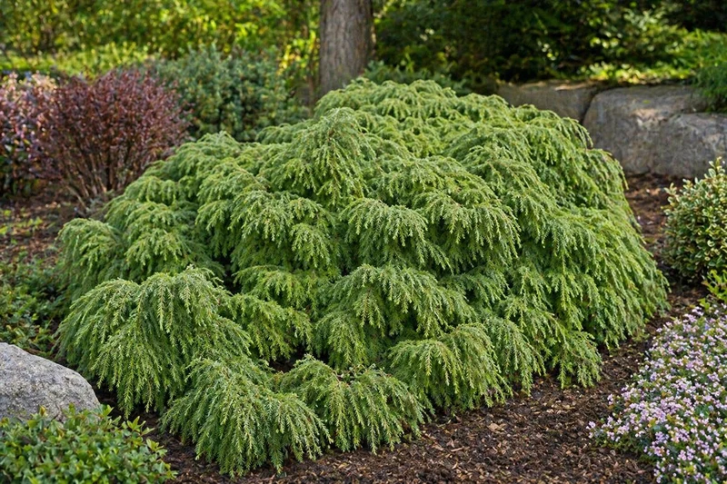 Pruche du Canada ‘Jeddeloh’ ( Tsuga canadensis ‘Jeddeloh’)