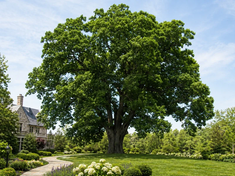 Chêne blanc ( Quercus alba )