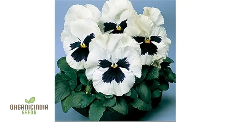 Stella Meaty Succulent Seeds for Planting - 100 pcs