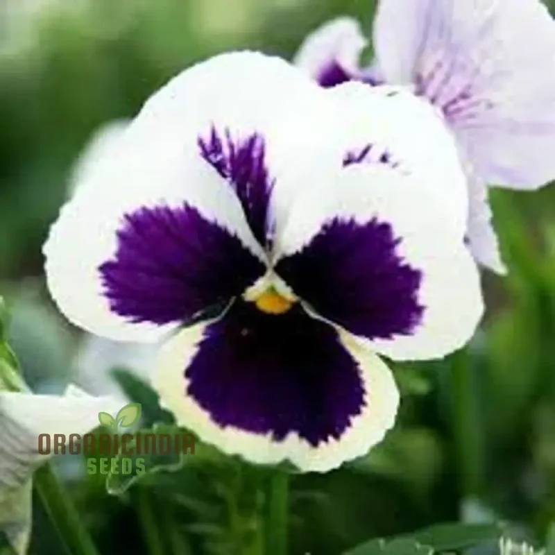 Stella Meaty Succulent Seeds for Planting - 100 pcs