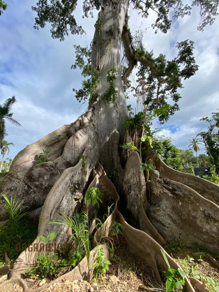 Ceiba Pentandra Seeds – Kapok Tree (100 pcs)