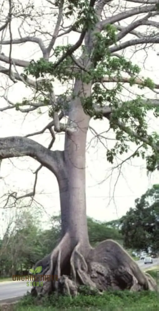 Ceiba Pentandra Seeds – Kapok Tree (100 pcs)
