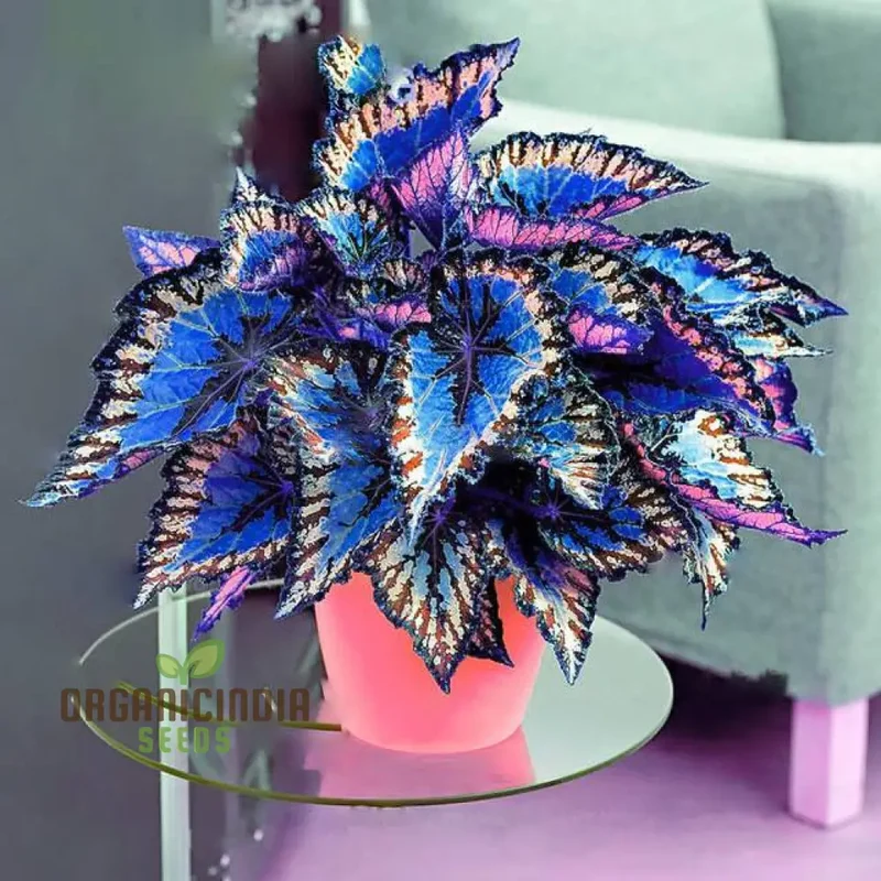 Begonia Bonsai Seeds – Compact Ornamental Indoor Plant