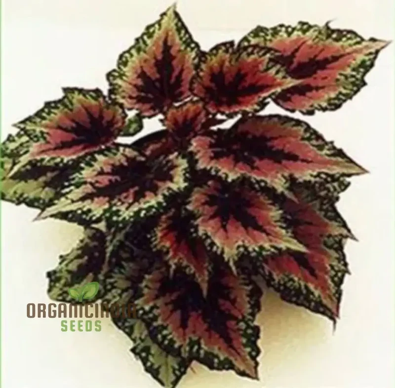 Begonia Bonsai Seeds – Compact Ornamental Indoor Plant
