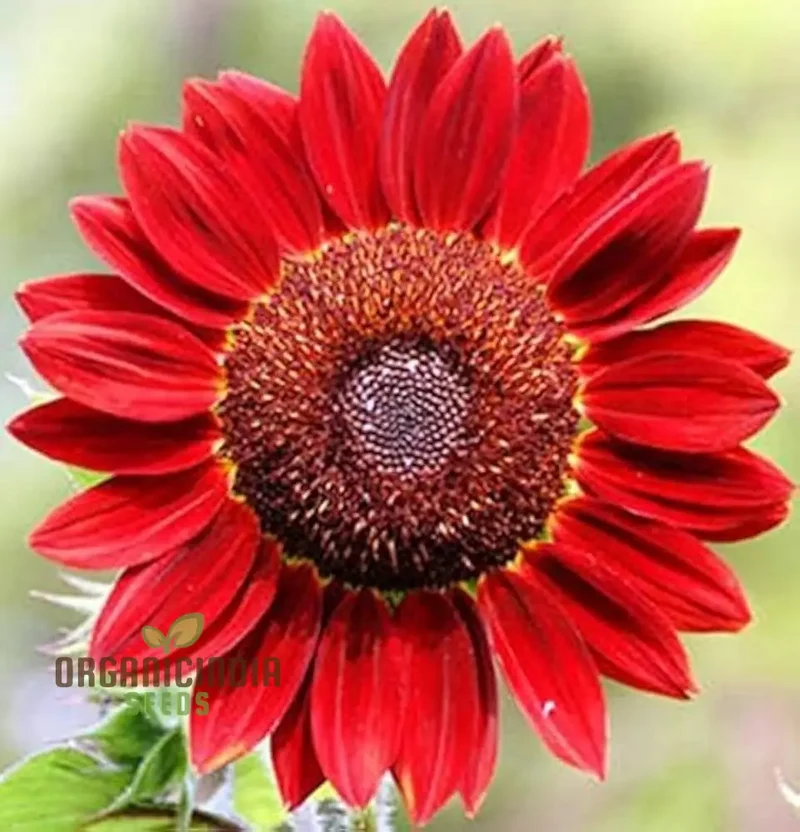 Andraeanum Cereals Flower Seeds for Planting