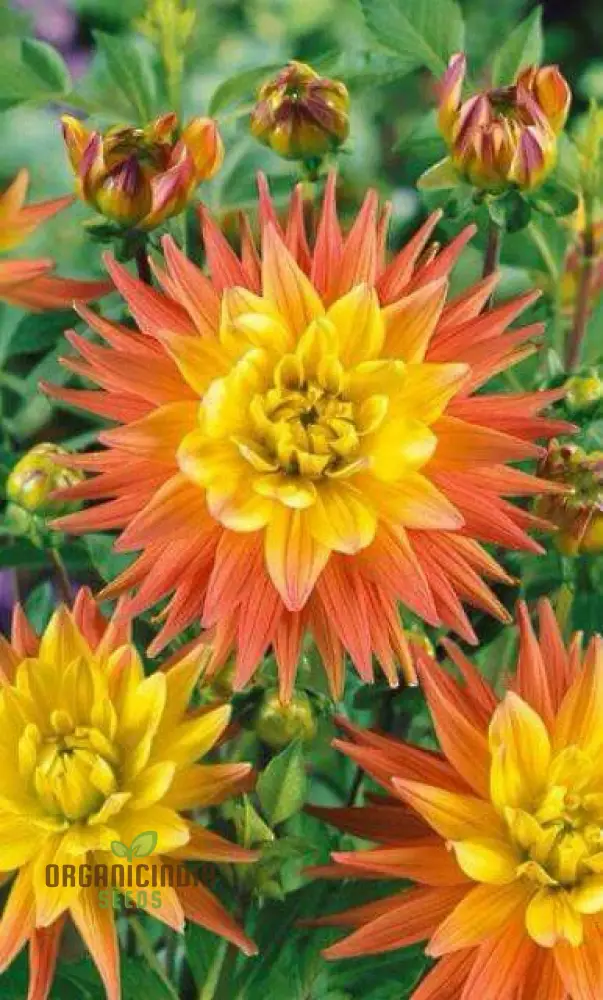 Andraeanum Cereals Flower Seeds for Planting