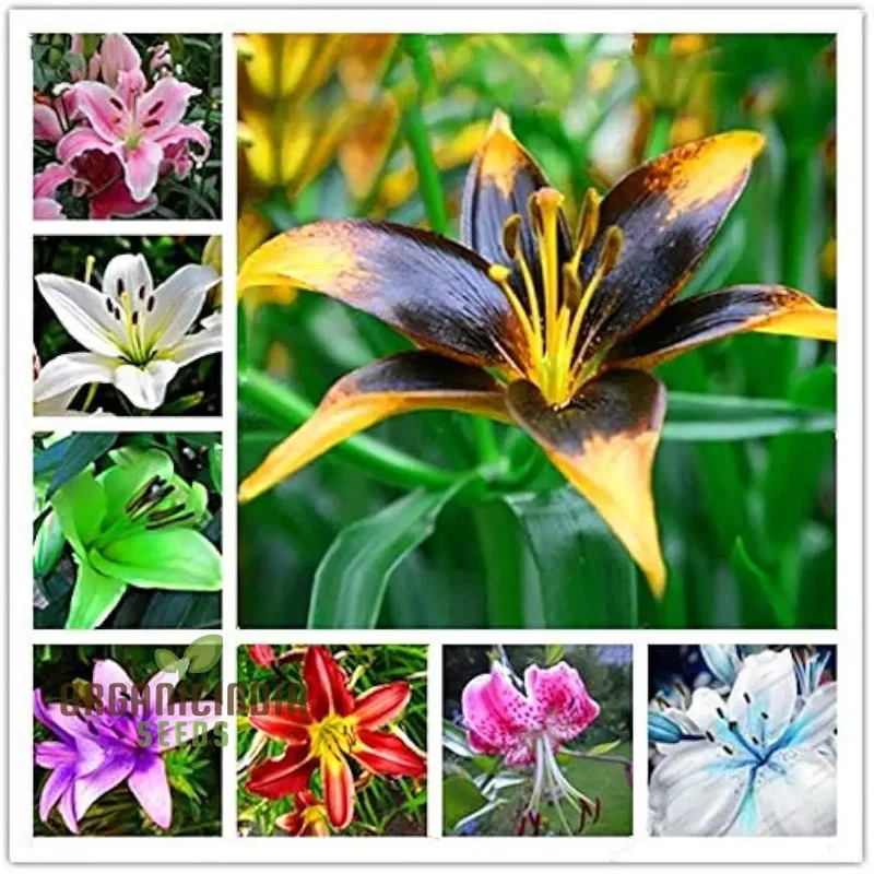 Fiore Lilium Seeds, Vague Perfume, Bonsai (100 pcs)