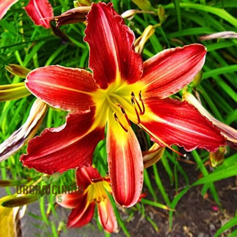 Fiore Lilium Seeds, Vague Perfume, Bonsai (100 pcs)