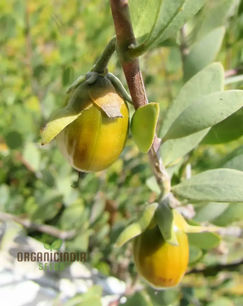 Simmondsia Chinensis Seeds - Fruit Planting