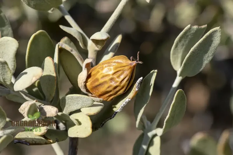 Simmondsia Chinensis Seeds - Fruit Planting